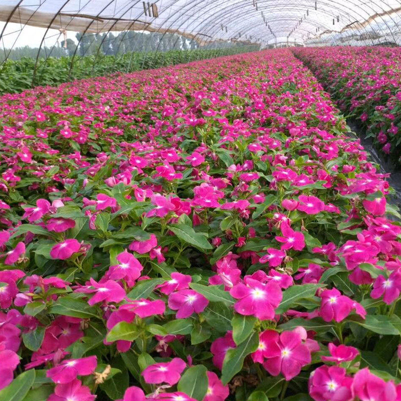 长春花种子四季开花易活花种籽子庭院室外阳台盆栽花籽四时春种子