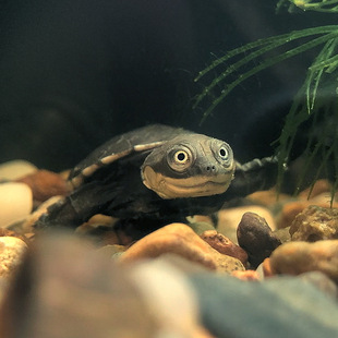 沼泽侧颈龟西非猪乌龟活体笑脸仰泳深水蛋龟苗活物忍者西非大红面-阿里巴巴