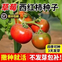 草莓西红柿种子番茄蔬菜种籽普罗旺斯阳台庭院盆栽四季种植