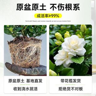 �d�ӻ����Ԏ������ļ��_���҃�����Gֲ���~�Ϙ�������Bˮ��ֲ��