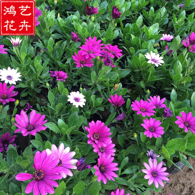 Оптовая база рассады календулы, полный ассортимент сезонных травяных цветочных рассад, рассада календулы для проектов по зеленению