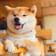 日本柴犬幼犬活体狗狗小狗日本豆柴宠物犬宠物狗家养秋田犬幼崽