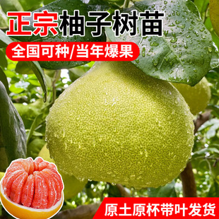 Grapefruit Saplings Grafted Fruit Trees Fruit Seedlings Wendan Majia Red Heart Honey Pomelo Potted Courtyard Fruit Trees Planted in the North and South