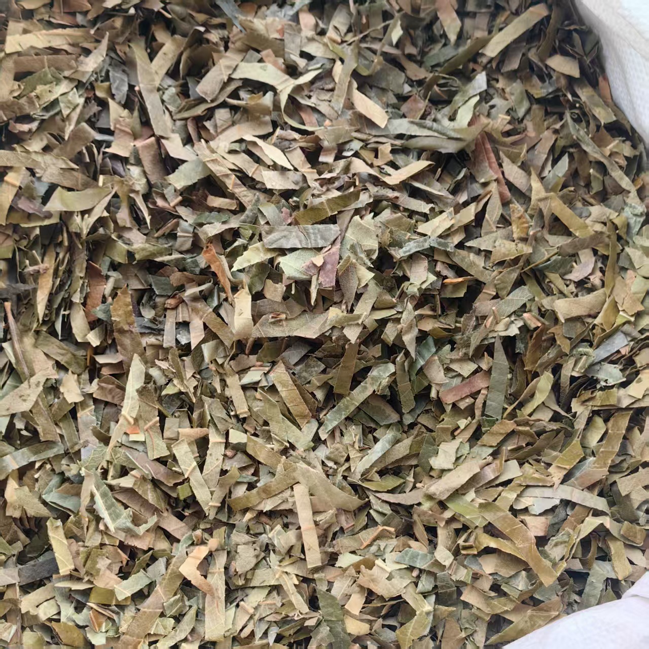 Loquat Leaf Pi Pa Ye 500g Dried Eriobotrya japonica Folium Herbal Tea Ingredient specifications