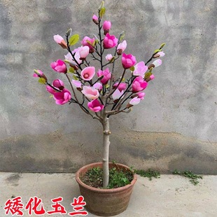 Grafted Magnolia Saplings Are Planted in Pots in Northern and Southern Courtyards to Grow Cold-Resistant Flower Plants That Bloom and Are Fragrant in the Same Year