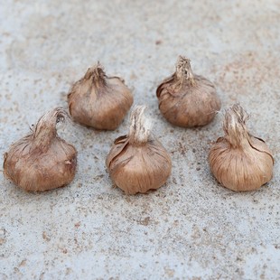 Wholesale Saffron Seed Bulbs, Seedlings, Crocuses, Garden Cold-Resistant Plant Bulbs, Popular Supply