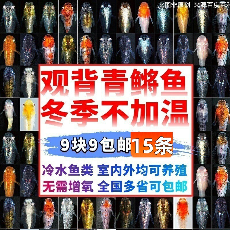Watch the Blue Medaka Fish, a Magical Fish, a Cold-Water Fish, a Small Koi, a Goldfish, a Freshwater Fish That Doesn'T Need Oxygen and Is Easy to Maintain Watch the Blue Medaka Fish, a Magical Fish, a Cold-Water Fish, a Small Koi, a Goldfish, a Freshwater Fish That Doesn'T Need Oxygen and Is Easy to Maintain