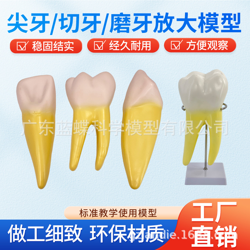 12���Ŵ���������ģ��������ʿɲ��ģ������������������ĥ��