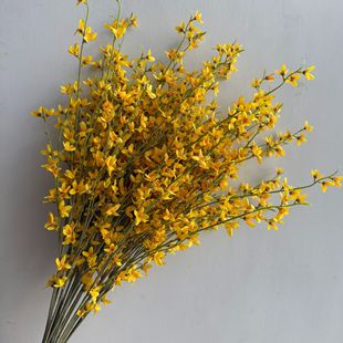 ���滨���� ӭ���� ���޲廨�[���b����c�Ҿ��쾰�S�����l