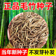 毛竹种子庭院观赏大青竹子种籽黄金竹罗汉竹耐寒南北方可种植地栽