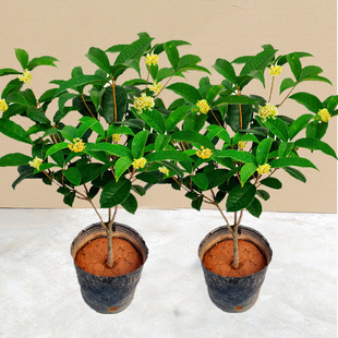 ļ𻨘ֲ̨҃ͥԺBļ_ͻ