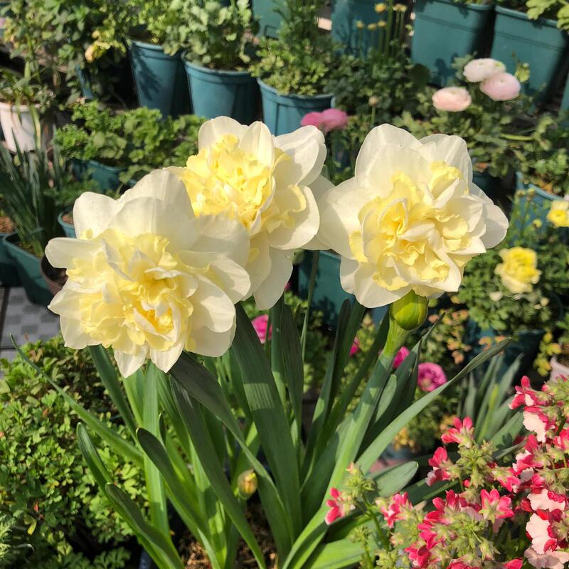 Narcissus Bulbs for Hydroponic or Soil Cultivation, Double-Petaled, Blooms All Year Round, Indoor Potted Flowers, Winter-Hardy Flower Seeds