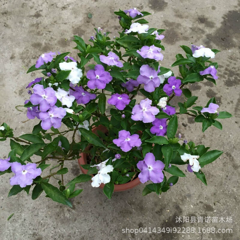 Цветок в горшке Крытый Жасмин Двойной цвет Жасмин Мандариновая утка Период цветка жасмина Длинный цвет цветка Ароматный