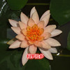 Mini Water Lily with Flowers Black Black Beauty Family Potted Hydroponic Plants Four Seasons Flower Bowl Lotus Root Block