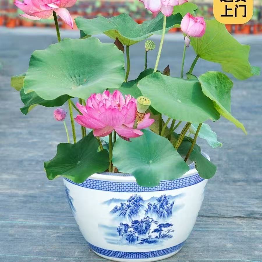 详情图