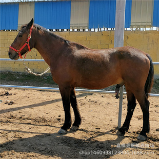 �T���R�Bֳ���RƥӖ���õ��R ���㰫�R��� �p����