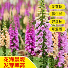 毛地黄种子四季易种花海景观花种子花境洋地黄自由钟观赏花卉种子