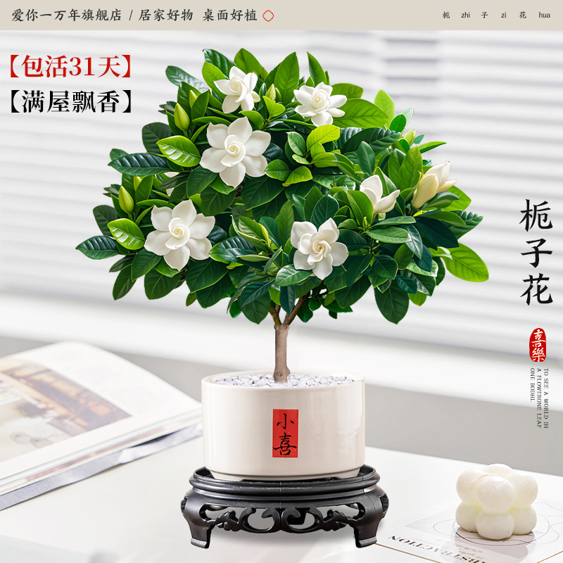 [신중국식 탁상] 단극 치자나무 + 샤오시 도자기 세면대 + 원형 베이스 (포장석 + 영양액 포함)