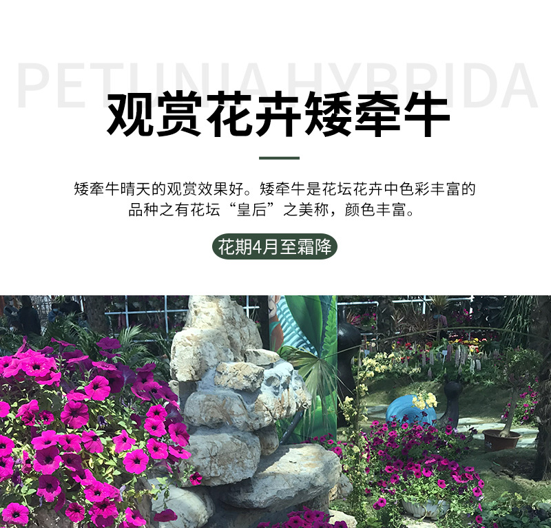 矮牵牛-开版-2_01