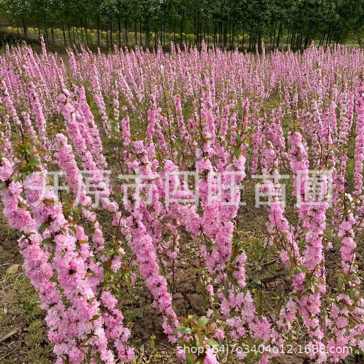 2024辽宁珍珠李 重瓣白花麦李 红花麦李绿化苗木厂家