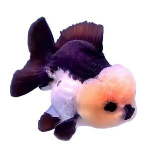 ���~̩����ɫ�ڰ׬���̩�{��ˮ�^�p�~���B������Ę��ˮ�~ˮ�匙��