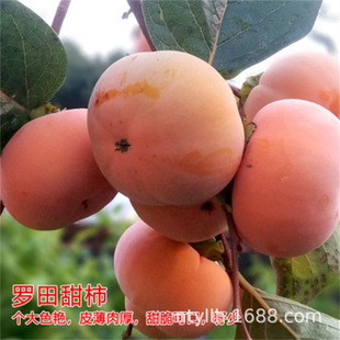 �_������Ә�޽ӟo���ձ����������ϱ����Nֲ����Y��ͥԺ�̨