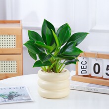 绿萝栀子花红掌金钻白掌金边瑞香