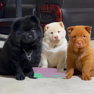 ������w�����pѪ�y���Ȯ���A��@Ȯ�V�����CȮ�o�lȮ�������l