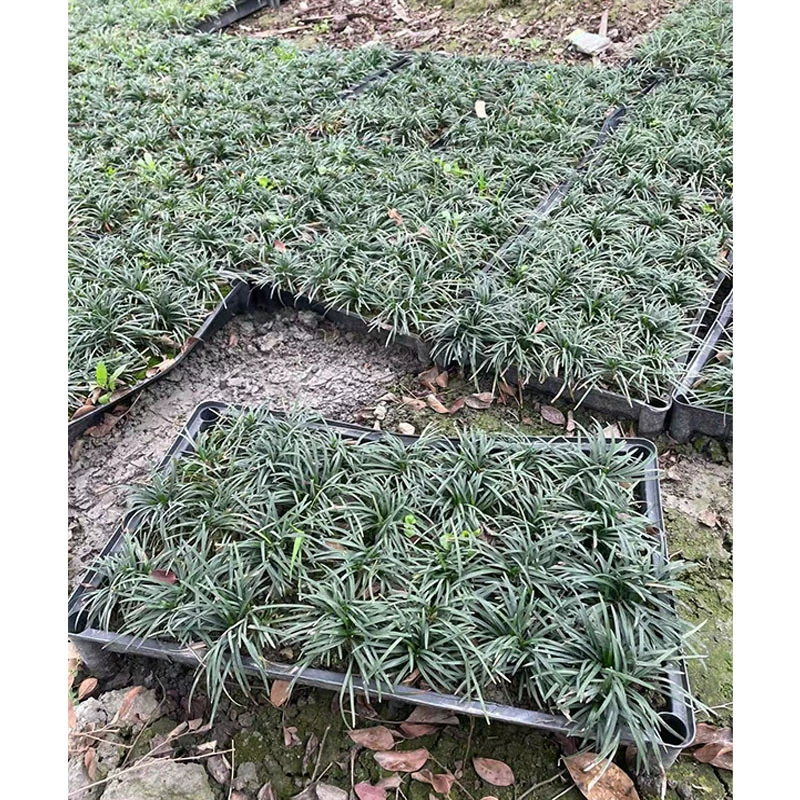Квадратная плита Yulongcao Япония карлик Ophiopogon japonicus Chengdu Ландшафтный дизайн рассады и травы Цветочная граница Растения Декоративная трава