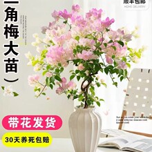 �ڻ�����÷�����Ϙ��ͺ�����ֲ���ذ��ļ��_������ͥԺ�^�����̨