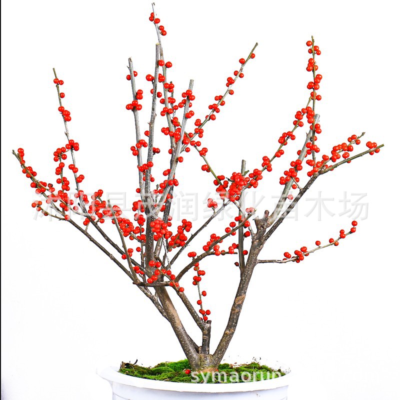年宵花卉北美冬青苗冬红果树苗盆栽冬青绿植好养植物观赏价值高
