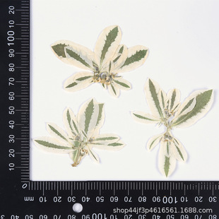 Silver-Edged Leaves, Dried Flowers, Embossed Flowers, Nail Art and Beauty Materials, Natural Real Flowers, Plant Specimens, Glue Handmade Materials