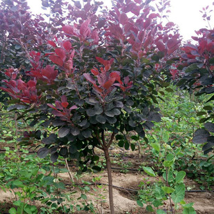 Base Engineering Greening Seedlings Direct Sales Red Maple Saplings American Red Maple Seedlings Courtyard Ornamental Seedlings with Excellent Prices