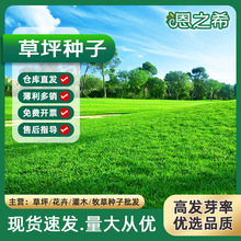 批发草坪种子护坡绿化混播四季青广场公园道路球场露营狗牙根草籽