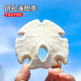 天然大海螺钥孔海胆壳鱼缸造景装饰珊瑚礁布置地中海风格海洋标本