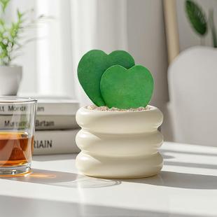 Heart-Shaped Orchid Small Potted Plant, Succulent Indoor Office Desk Lover Green Plant, Heart-To-Heart Gift