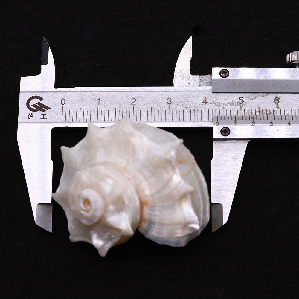 Shell Material 1 Piece 25-40mm Shell Shell Faceted Jewelry Accessories Beads