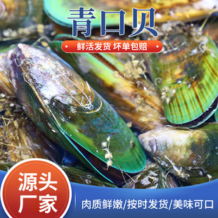 厂家新鲜大青口贝鲜活大个头海虹淡菜新鲜冷冻海鲜贻贝青口贝水产-阿里巴巴