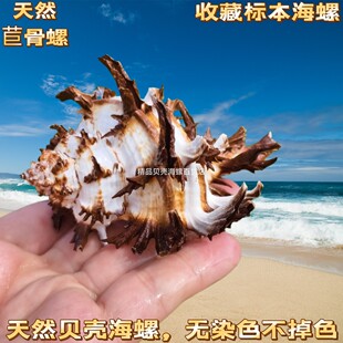 ��Ȼ����ؐ�� jin�ں�ǧ���� �ջ��� ������� �b� �ղ��Ĕz����