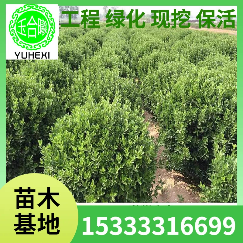 Саженцы холли, садово-дорожное строительство, зеленение кустарников, вечнозеленые и морозостойкие стены двора и саженцы забора в любое время года.