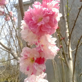 �������l ��ɫ���� �x������ ���ԃr�� ��ɫ�� �e��ͥԺ�G����