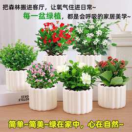 绿萝盆栽办公室内客厅除甲醛桌面好养活花卉小绿植发财树水培植物