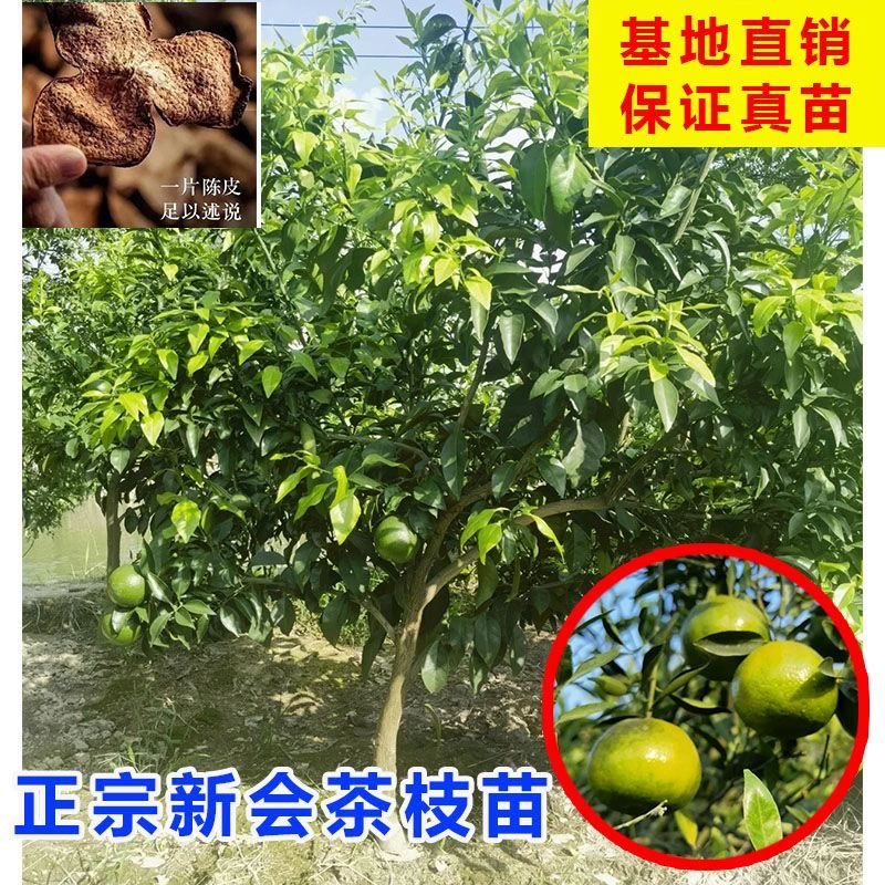 Аутентичные саженцы с мандариновой кожурой Синхуэй, маленькие зеленые мандариновые плодовые деревья, ветви фруктового чая с мандарином Сиуэй, два красных саженца цитрусовых.