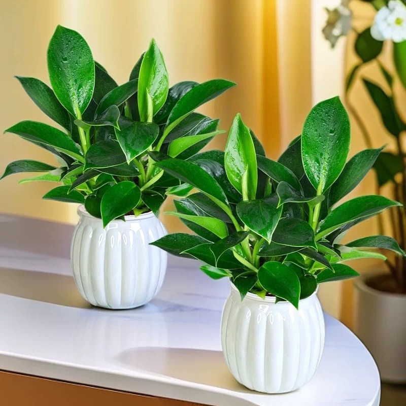 [1개 구매 시 1개 무료] 골드 다이아몬드 6개 + 메인 사진의 호박 물통 2개 + 영양액