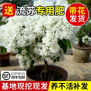 ���K��������ѩ���Լ޽ӹ𻨘�ͥԺ�����͉������K���͸����L����