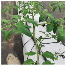 PE �L�l�Nֲ�� �Ӻ����� �L�����߲�ˮ���Nֲ��͸�ⲻ����