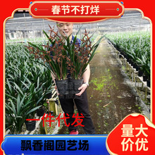 墨兰盆栽企黑金边金华山报岁兰花卉客厅阳台宽叶浓香兰花四季常青