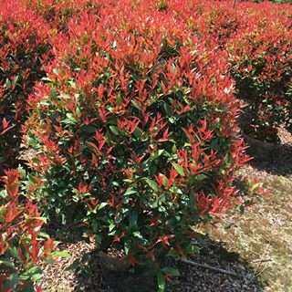 2305苗场 供应 红车球型 1-2米高 红枝蒲桃 袋苗 变色灌木球