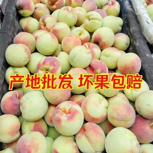 Теперь выбирая Qingzhou Peach Crispy Freedom Rabe Peach Peach Fresh и Crimdy Peach Tao Peach Оптовая доставка.