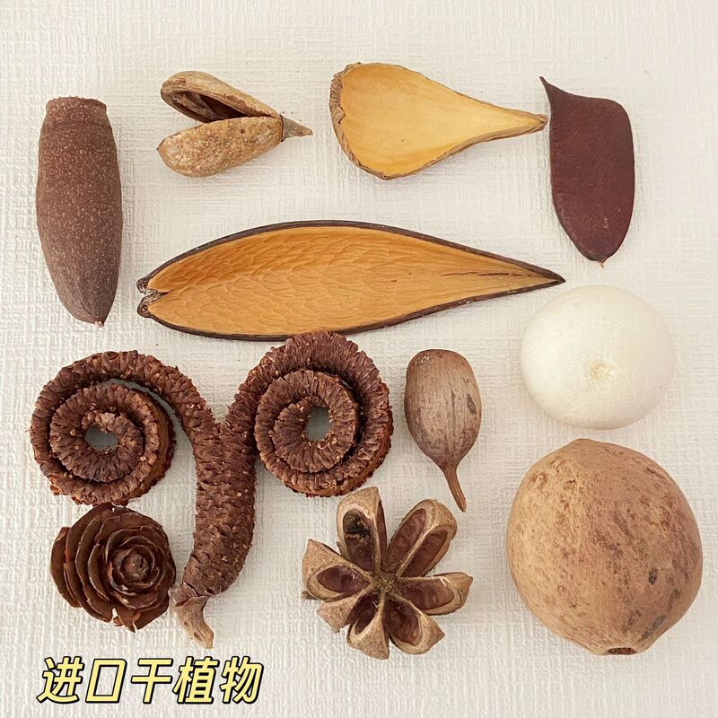 Imported Dried Plant Specimens Wholesale, Bean Material Packs, Handmade DIY Accessories, Dried Flowers
